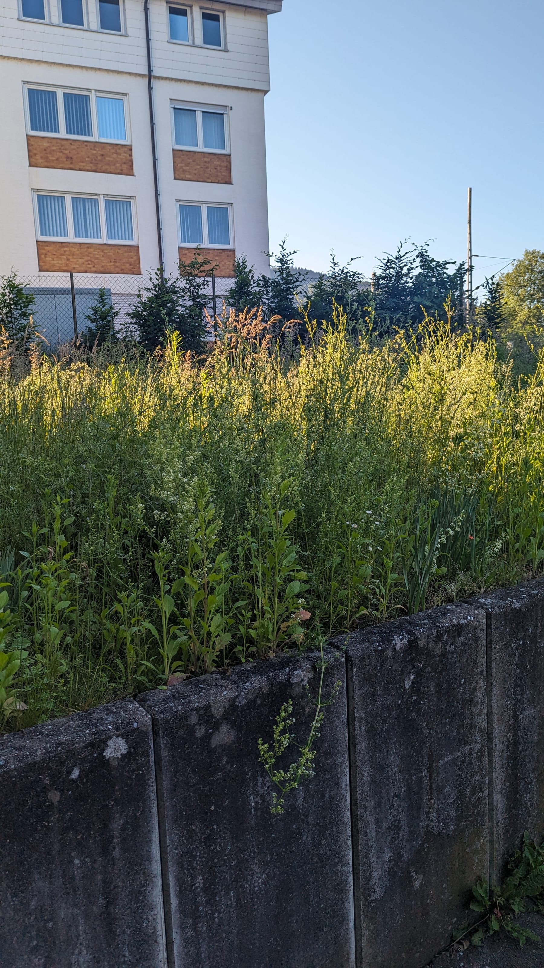 Verwildertes Grundstück hinter einer Mauer vor dem Einsatz